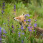 Photo Geometric fox