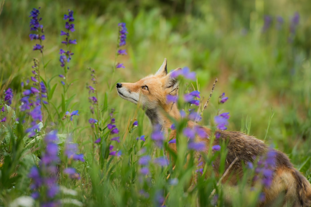 Photo Geometric fox